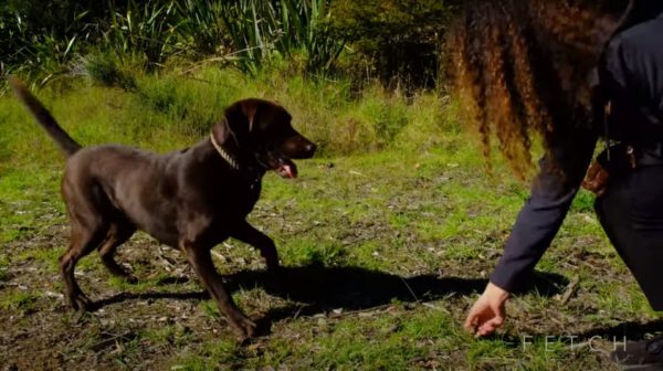 Teach your dog recall