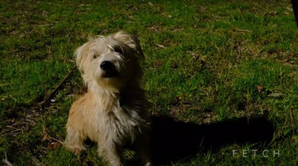 Teach your dog to stay