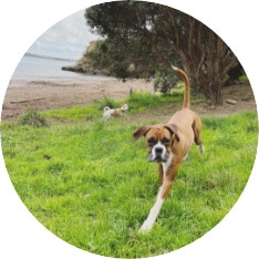 personalised dog walker