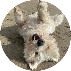 A fun and safe environment for your pup