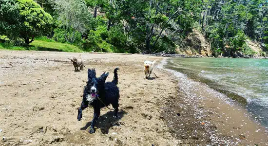 Contact Fetch Dog Walking Auckland