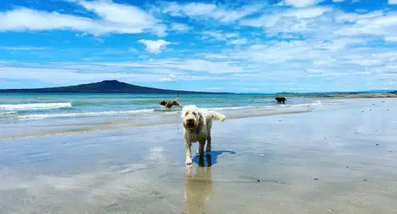 THREE or FOUR WALKS