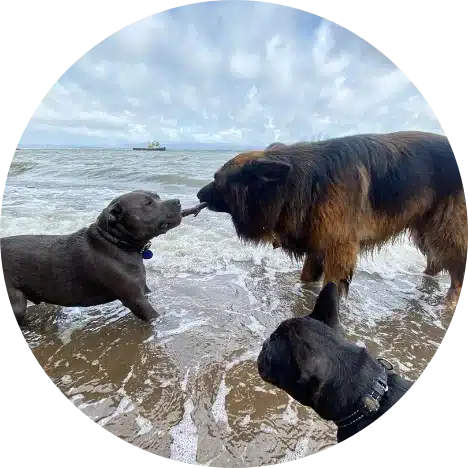 Stimulation and Socialisation